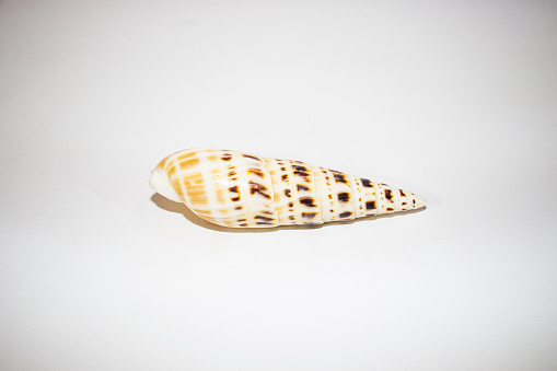 A single seashell rests gracefully on a pristine white background. The shell, delicately curved and intricately patterned, exhibits a captivating display of nature's artistry.