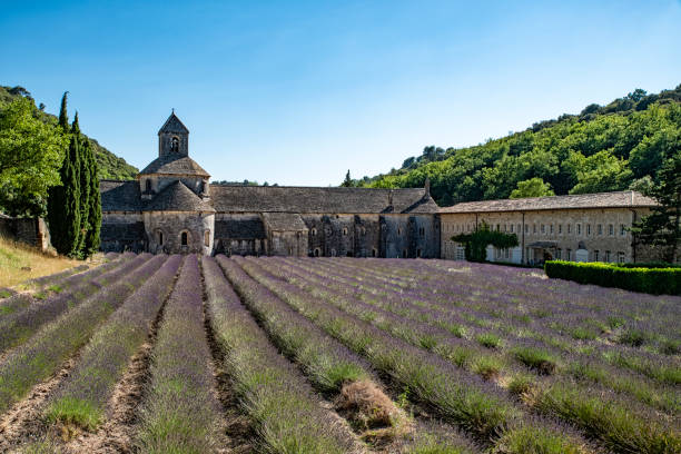 istock Senanque abbey and the lavender field 1505730397