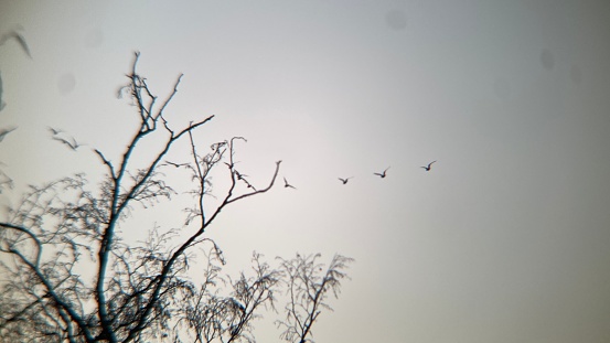 A partial view of a tree with bare branches in silhouette to the left of a line of about five birds, also in silhouette, in a dull grey and foggy sky, flying away from the camera in the distance.
