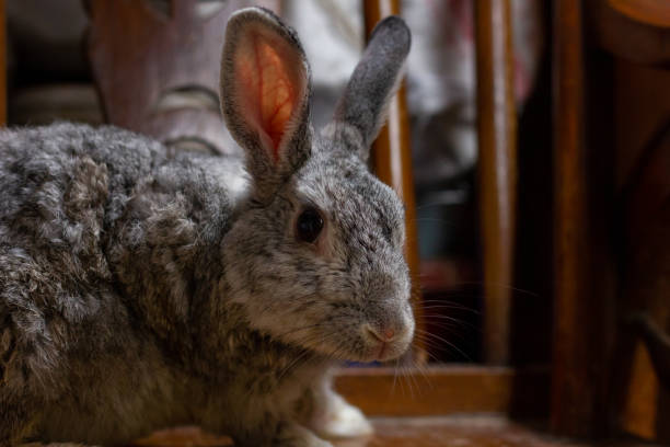 istock The Giant chinchilla rabbit 1505734879