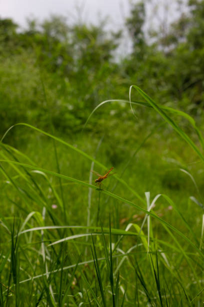 istock Macro photo of a dragonfly on the grass 1505735962
