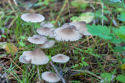 Group wild inedible mushroom mycena vulgaris growing on forest floor. Toadstool vulgar bonnet small mushrooms on thin leg and grey cap. Fungus in autumn time. Mycena poisoning.
