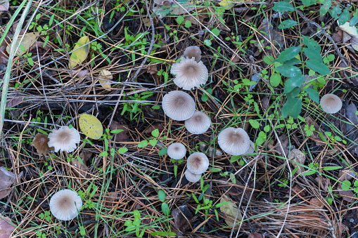 Group wild inedible mushroom mycena vulgaris growing on forest floor. Toadstool vulgar bonnet small mushrooms on thin leg and grey cap. Fungus in autumn time. Mycena poisoning. Top view.