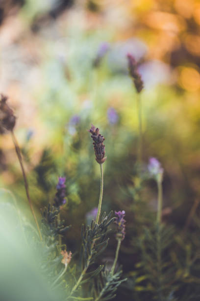 Lavender in summertime - fotografia de stock