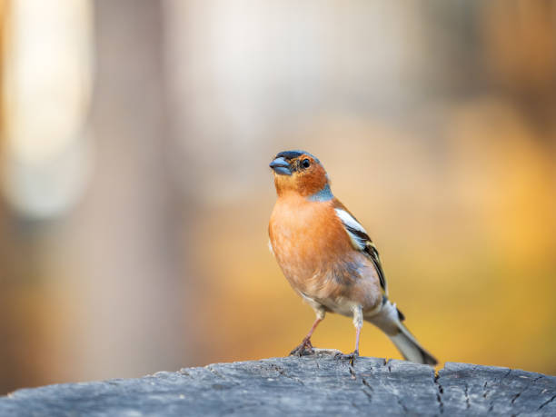 istock Common chaffinch, Fringilla coelebs, sits on a tree. Common chaffinch in wildlife. 1505743721