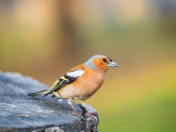 istock Common chaffinch, Fringilla coelebs, sits on a tree. Common chaffinch in wildlife. 1505743729