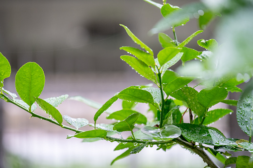 Rain drops on green plant, after the rain