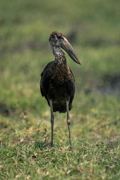 African openbill stands in grass turning head African openbill stands in grass turning head african openbill anastomus lamelligerus stock pictures, royalty-free photos & images