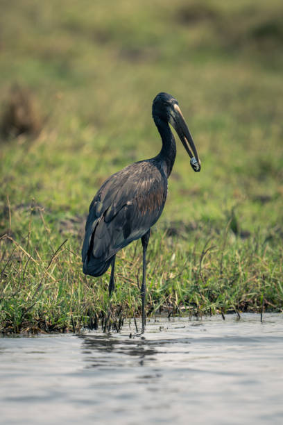 African openbill stands in shallows carrying mussel African openbill stands in shallows carrying mussel african openbill anastomus lamelligerus stock pictures, royalty-free photos & images