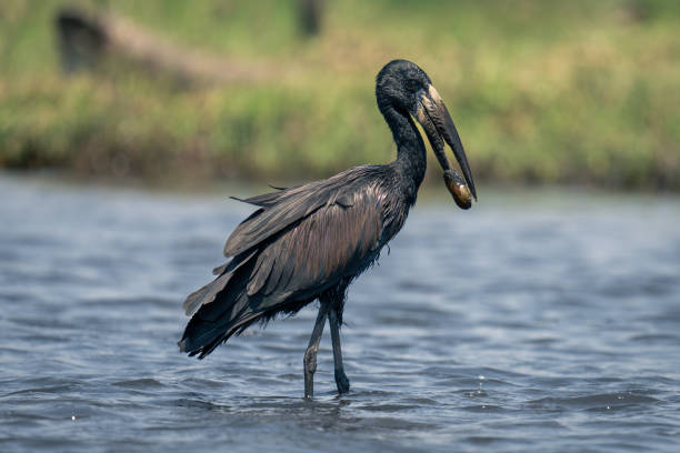 African openbill stands in river holding mussel African openbill stands in river holding mussel african openbill anastomus lamelligerus stock pictures, royalty-free photos & images
