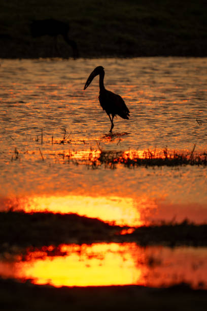 istock African openbill stands in silhouette at sunset 1505744861