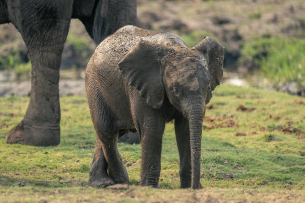 istock Baby African bush elephant stands beside cow 1505752064