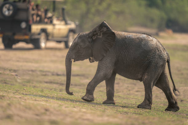 istock Baby African bush elephant walks past jeep 1505753198