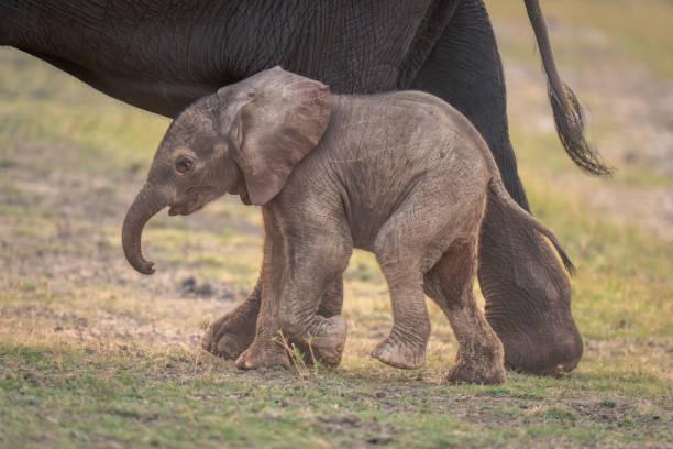istock Baby African bush elephant walks by mother 1505753217