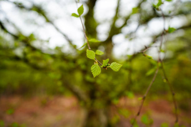 istock Close up of young leaves in the spring 1505772275