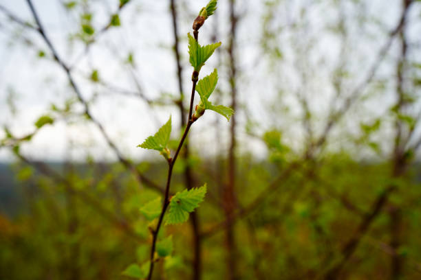 istock Close up of young leaves in the spring 1505775024