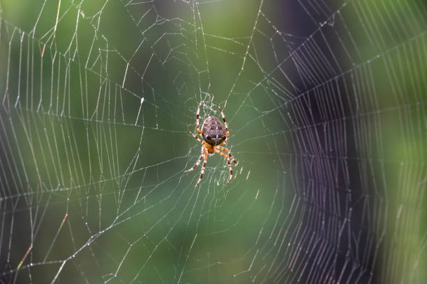 Brown spider with white cross on back sitting on web in forest close up.