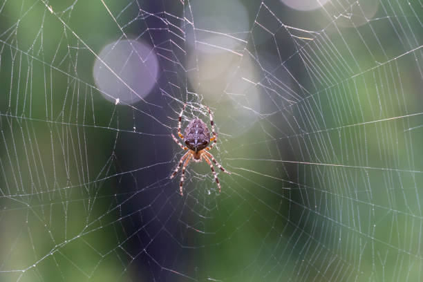istock Brown spider with white cross on back sitting on web in forest close up. 1505797745