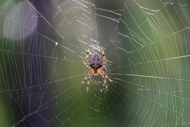 istock Brown spider with white cross on back sitting on web in forest close up. 1505797746