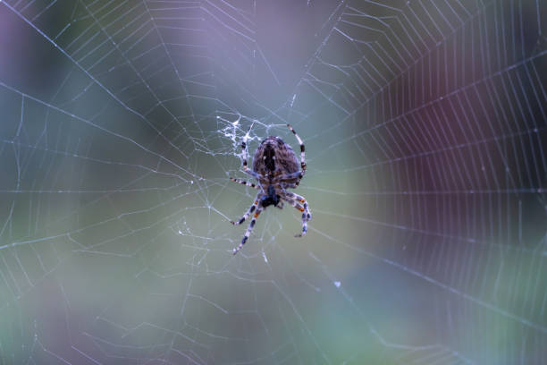 istock Brown spider with white cross on back sitting on web in forest close up. 1505797750