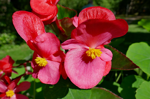 Close up of red begonia flowers.