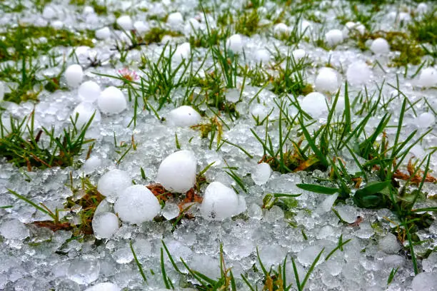 Hailstones on the grass of a green meadow after a heavy thunderstorm in summer