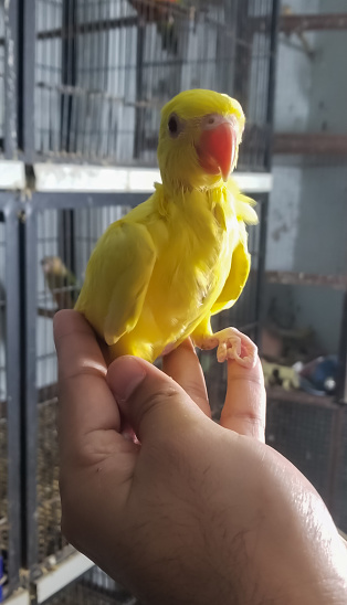 Small parrot
