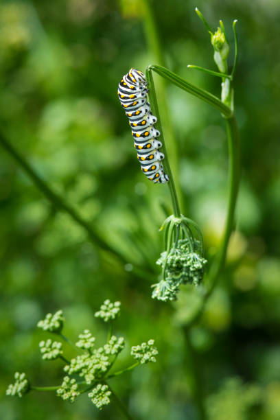 istock Black Swallowtail Caterpillar Feeding on Dill 1505813507