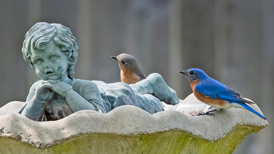 Male and female bluebirds stand on the edge of a birdbath