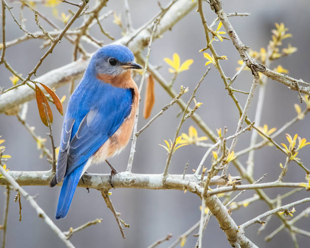 istock Eastern Bluebird Perched on Live Oak Branch 1505814590