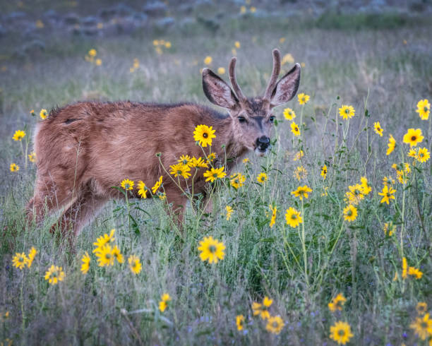istock Mule Deer Buck in Sunflower Patch 1505815141