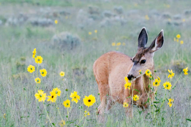 istock Mule Deer Doe Feeding on Prairie Sunflower 1505815155