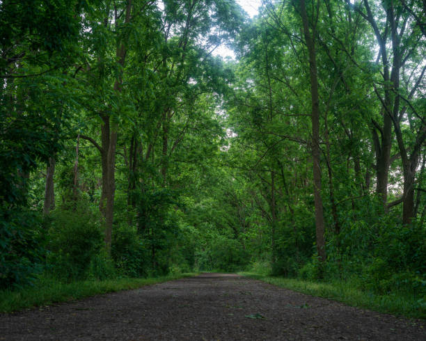 istock Nature Landscape - Hiking Trail with Greenery off to the side 1505815671
