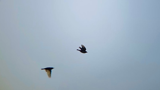 Against a cold January sky, two birds one in front of the other fly past in side profile, the one in front has its wings stretched upwards, the one behind has them down.