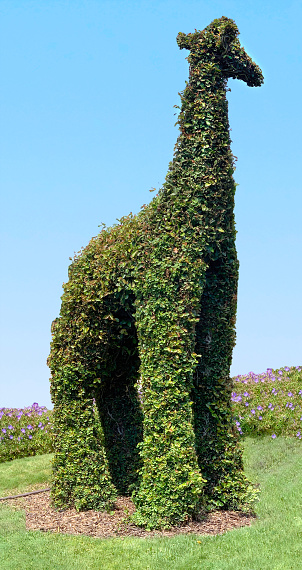 Giraffe topiary in a garden with clear blue sky.
