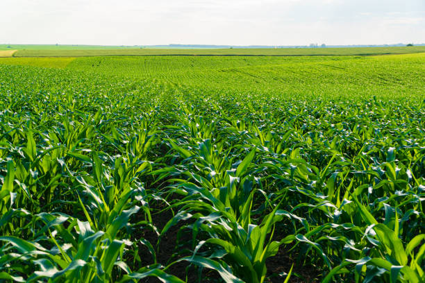 istock Corn field with rows of corn plants. Corn plantation at sunny day. Agriculture landscape 1505830514