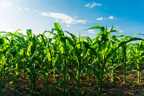 istock Green immature corn. Fresh green corn plants on the field in summer 1505830522