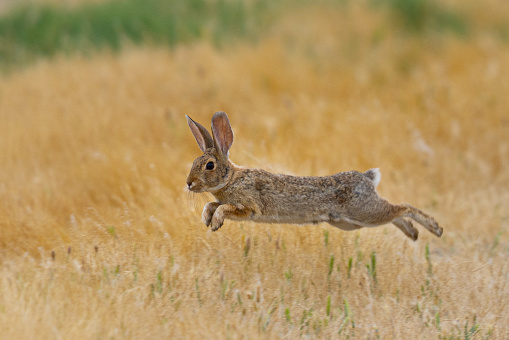 Endangered riparian brush rabbit jumping, , seen in the wild in North California