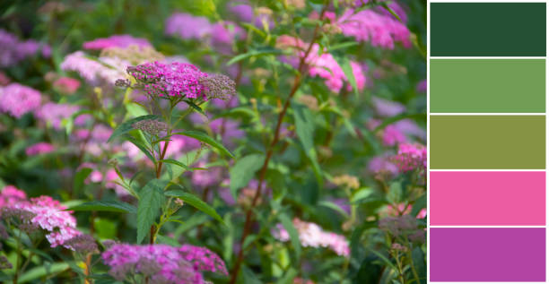 istock Beautiful summer flowers, color swatch 1505850087