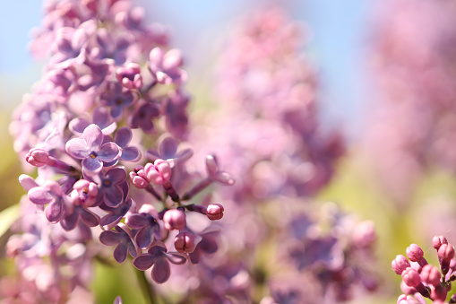 Beautiful lilac flowers. Spring blossom. Blooming lilac bush with tender tiny flower. Purple lilac flower on the bush. Summer time. Background.