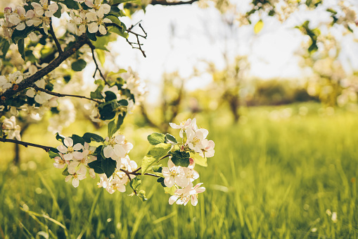 Blooming apple trees in the garden, beautiful photo, wallpaper.