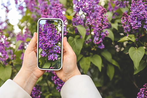 The girl photographs lilacs, the phone is in her hands.
