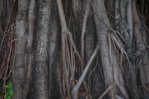 Brown tree trunk. Exposed tree root.