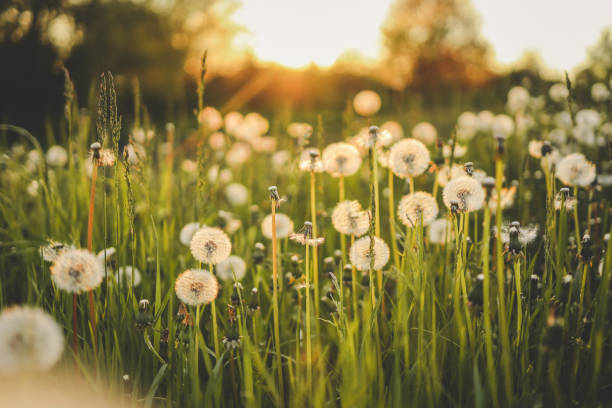 istock Dandelion field at sunset, rural aesthetic 1505866584