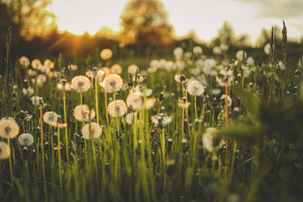istock Dandelion In Field At Sunset - Freedom to Wish 1505866585