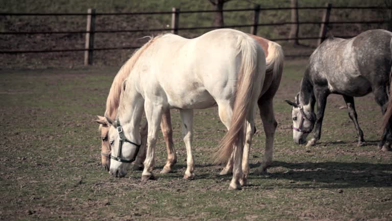 Horses eating