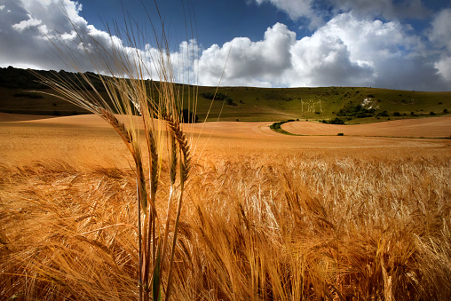 Ripening barley at harvest time on the South Downs beneath the ancient chalk giant, The Long Man of Wilmington