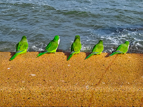 Group of parrots watching the sea at border of boardwalk coast, montevideo, uruguay