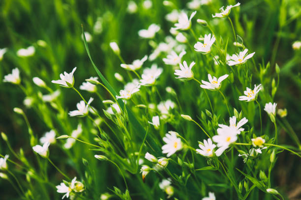 istock Beautiful wild flowers chamomile. Spring summer background. Landscape wide format, copy space, warm green colors 1505891691
