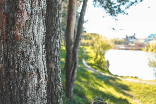 Free Stock Photo of Tree trunk close-up with a blurred lake background ...